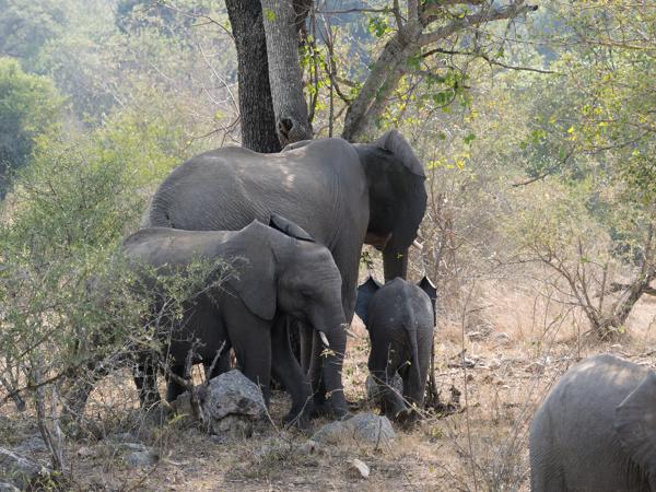 African elephant (Loxodonta africana)